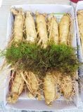  Nhân Sâm Tươi Geumsan Hàn Quốc Size Nhỡ 8, 9, 10 Củ 1 Kg Và Size Nhỏ 