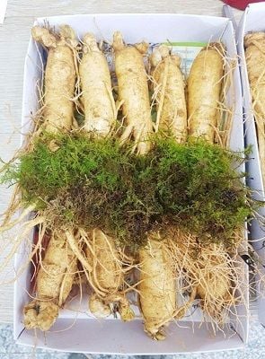 Khuyến mãi hấp dẫn dành cho sâm tươi Hàn Quốc
