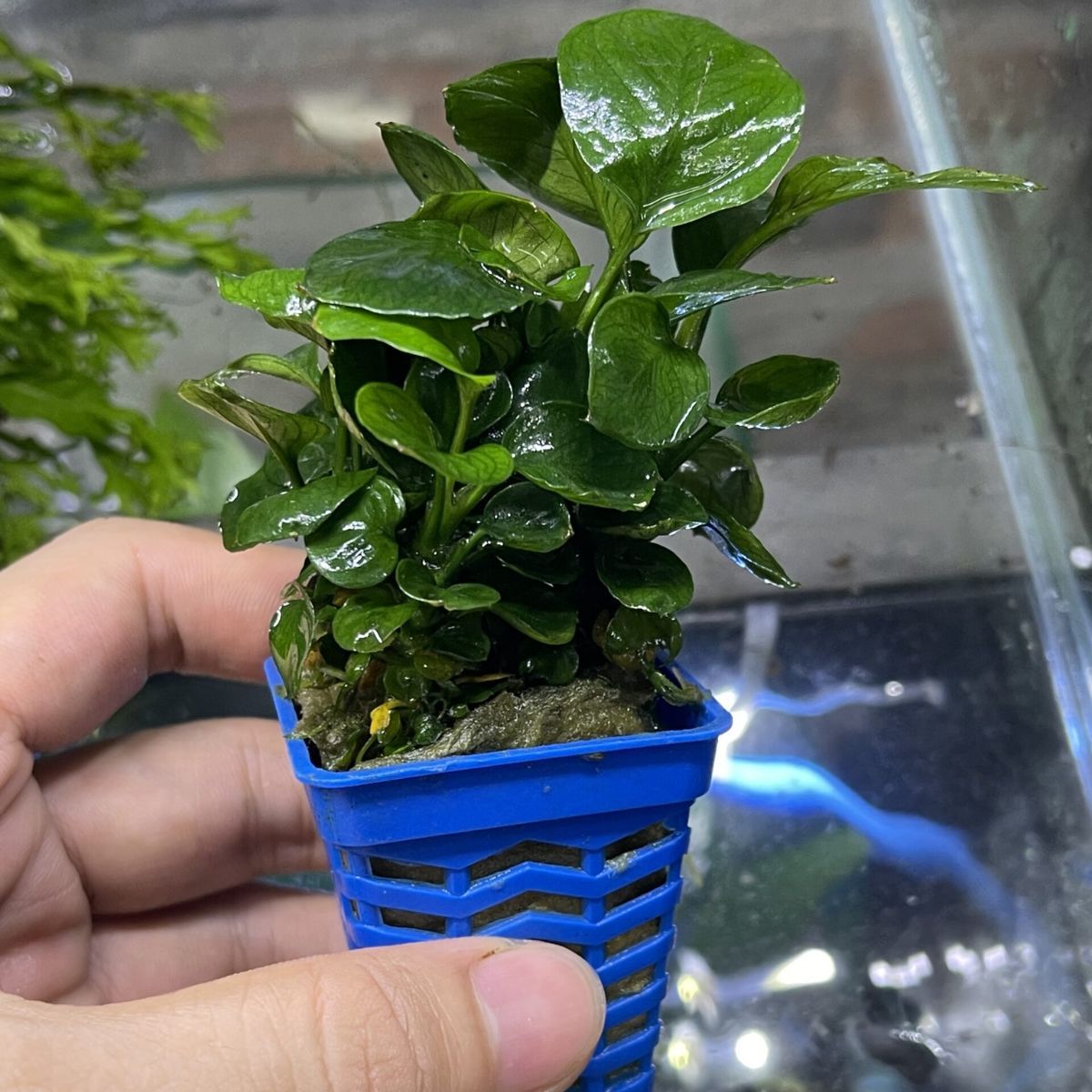 Cây Ráy lá tròn (Anubias Barteri var. 'Round leaf') | Betta's House ...