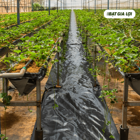 bạt chống cỏ, bạt chắn cỏ, bạt phủ gốc chống cỏ, bạt trải nền, bạt phủ gốc cây, bạt diệt cỏ