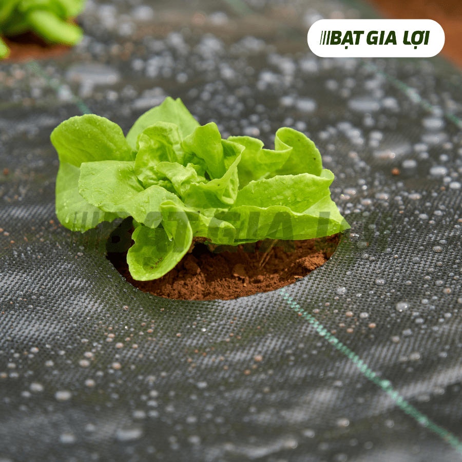  Bạt Phủ Chống Cỏ PP 90gr/m2 Đen 