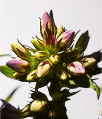 Gift set Nến thơm và xịt thơm nhà The Rituals Private Collection Savage Garden