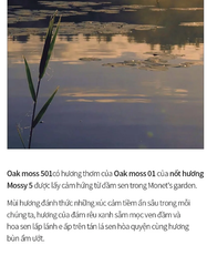 Nước hoa khô Addict 501 Solid Perfume Naked  OAK Moss 30ml