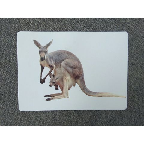 Flashcard Dạy Trẻ Theo Phương Pháp Glenn Doman - Động Vật Hoang Dã