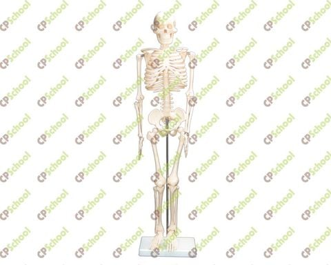 Mô hình Bộ xương