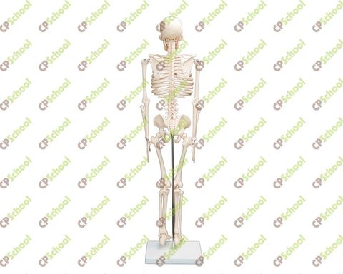 Mô hình Bộ xương