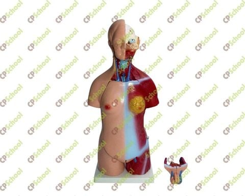 Mô hình nửa cơ thể người