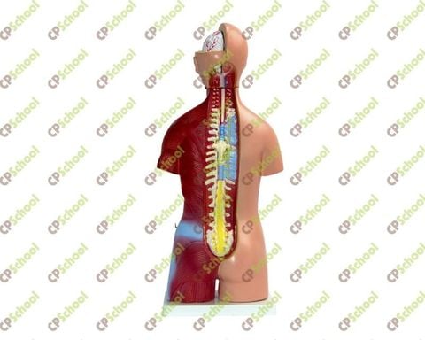 Mô hình nửa cơ thể người