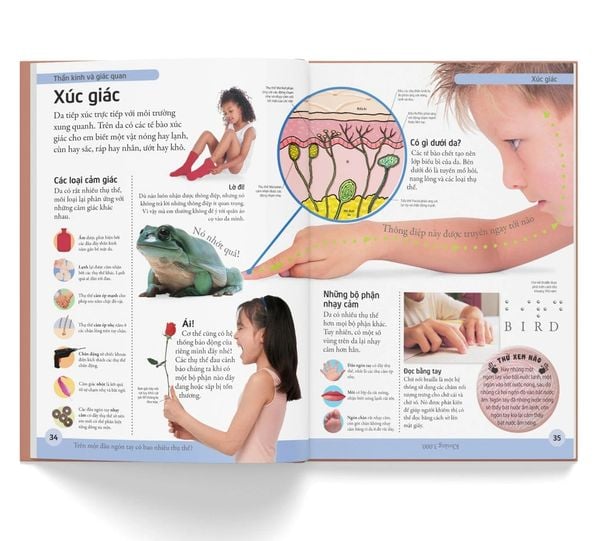 Bách Khoa Cho Trẻ Em - Bách Khoa Cơ Thể Người