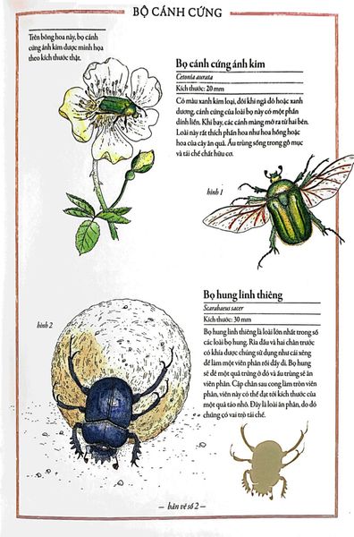 Bách Khoa Thư Cho Cả Nhà - Thế Giới Côn Trùng Bằng Tranh