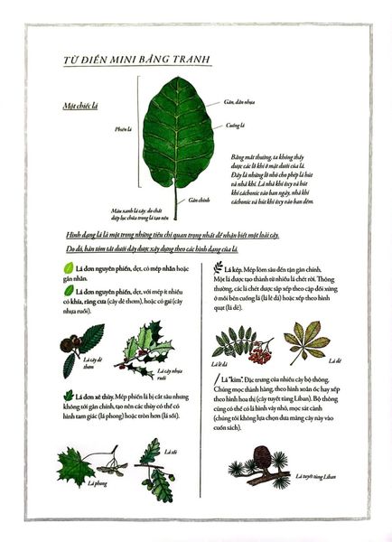 Bách Khoa Thư Cho Cả Nhà - Thế Giới Cây Cối Bằng Tranh