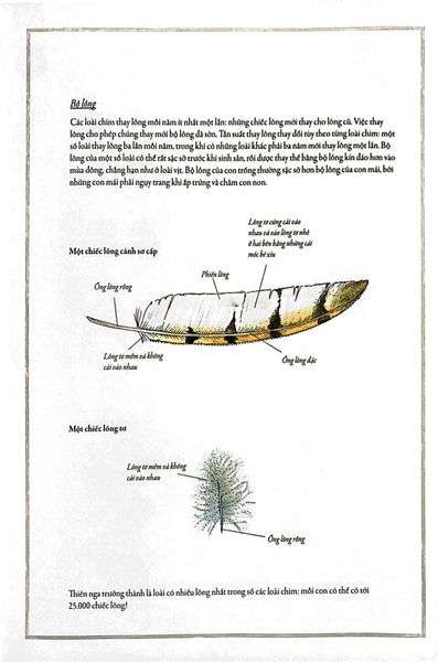 Bách Khoa Thư Cho Cả Nhà - Thế Giới Chim Muông Bằng Tranh