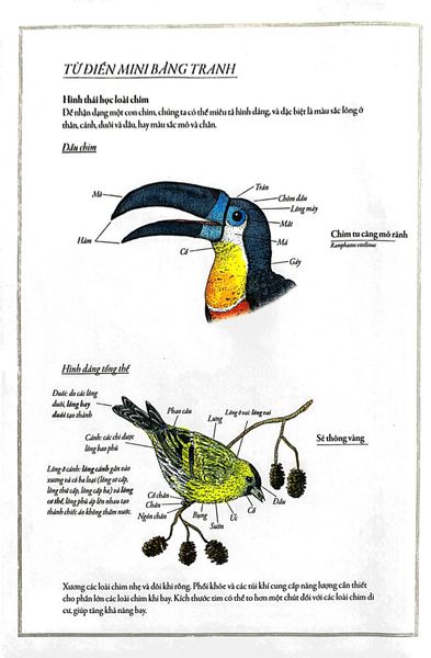 Bách Khoa Thư Cho Cả Nhà - Thế Giới Chim Muông Bằng Tranh
