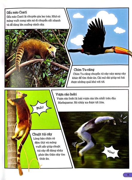 Dkfindout - Những Điều Sách Giáo Khoa Không Dạy Bạn - Rừng