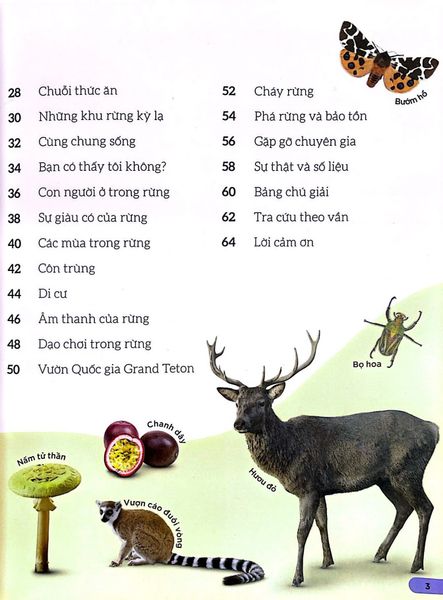 Dkfindout - Những Điều Sách Giáo Khoa Không Dạy Bạn - Rừng