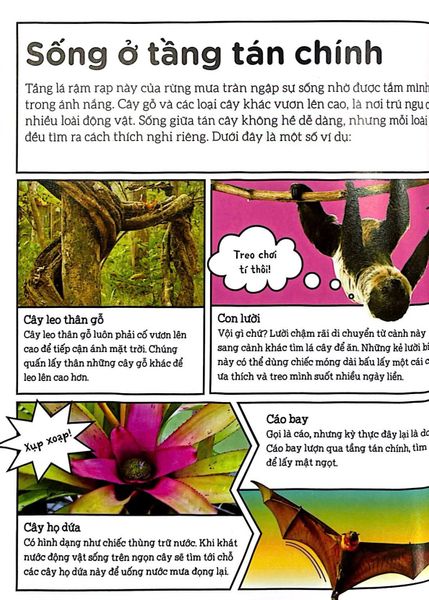 Dkfindout - Những Điều Sách Giáo Khoa Không Dạy Bạn - Rừng