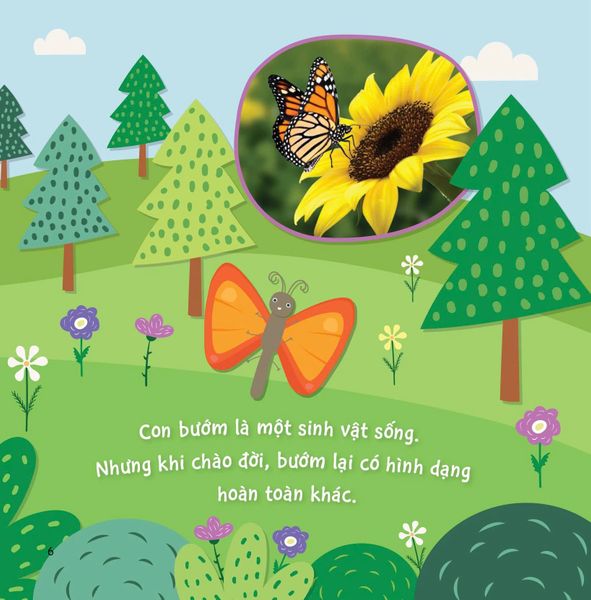 Sự Sinh Trưởng Kỳ Diệu Của Vạn Vật - Vòng Đời Của Bướm