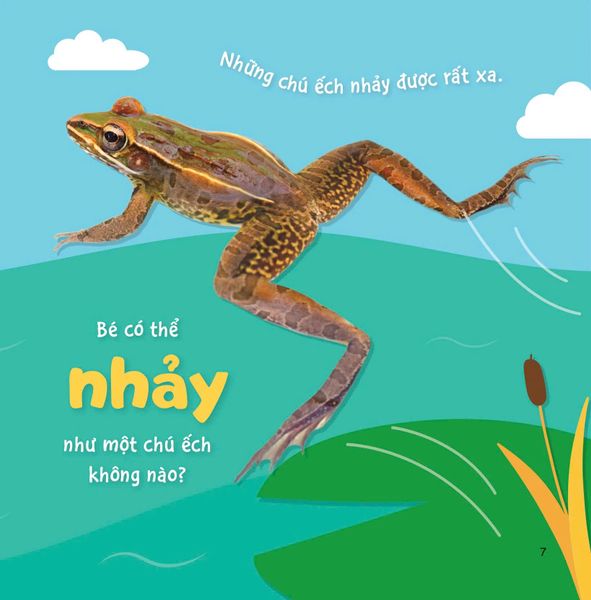 Sự Sinh Trưởng Kỳ Diệu Của Vạn Vật - Vòng Đời Của Ếch