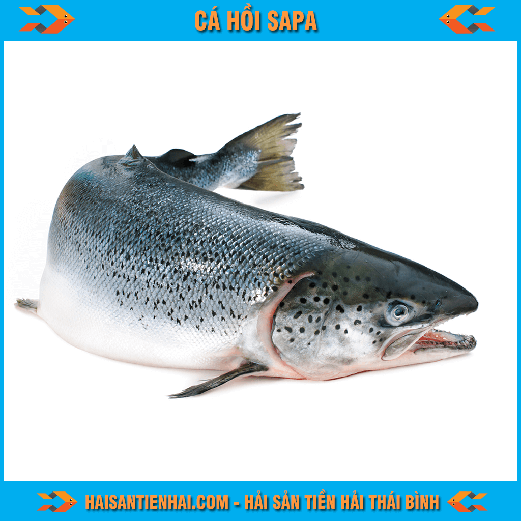  Cá hồi 