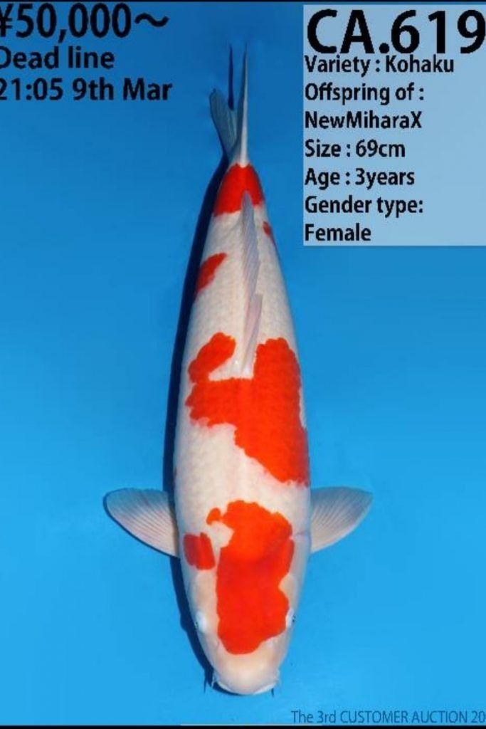 Cá Koi 125004
