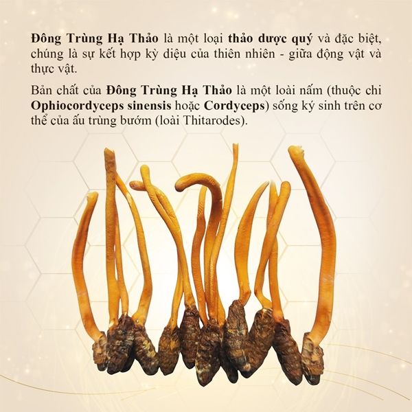 Đông trùng hạ thảo nguyên con sấy thăng hoa Venus 10g (50 con) - Nhộng trùng thảo khô