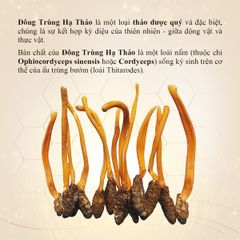 Đông trùng hạ thảo nguyên con sấy thăng hoa Venus 10g (50 con) - Nhộng trùng thảo khô