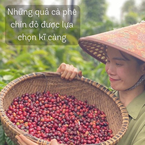 Cà phê rang xay nguyên chất Blend Robusta và Arabica, gu vừa chua dịu thơm tinh tế, cà phê hạt - Moby Dick Coffee