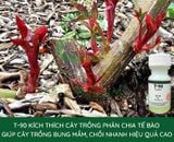  siêu kích mầm T90. t 90 (chính hãng) kích mầm cho cây mai vàng,lan và hoa hồng 