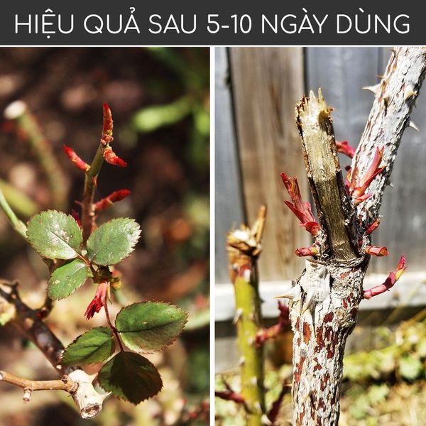  siêu kích mầm T90. t 90 (chính hãng) kích mầm cho cây mai vàng,lan và hoa hồng 