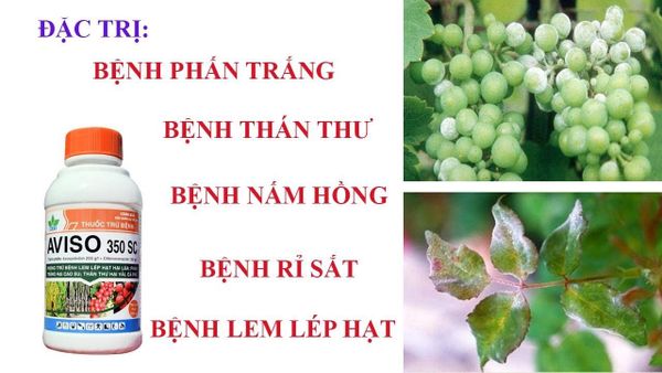  Thuốc AVISO 350SC  trị bệnh Mốc sương, đốm vòng cà chua, hành - Rỉ sắt cà phê 