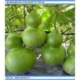  Hạt Giống Bầu Hồ Lô 312 Dễ trồng, dễ chăm sóc, sai trái, nhanh thu hoạch, năng suất cao 