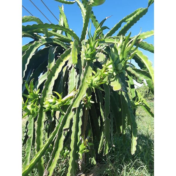  Lấy Ba Tai Đầu Trái Thanh long 