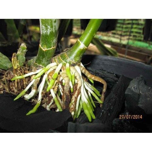  phân bón lá Atonik-Thương hiệu đến từ Nhật Bản [Chính hãng] 
