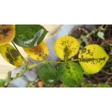  Thuốc trừ bệnh cây trồng GP-01 MẠNH HƠN THUỐC TRỪ BỆNH TOPSIN 