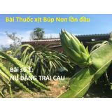  Bài Thuốc Xịt Búp Thanh Long giúp búp to và mập, Bài 1 Xịt Búp Trái Cau - bài số 1 xịt búp trái cau 