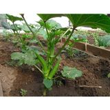  Hạt Giống Đậu Bắp Xanh - Nảy Mầm Cực Chuẩn 