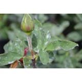  GP-01 Chuyên Trị Gỉ Sắt, Đốm Đen, Phấn Trắng Trên Hoa Hồng (AN TOÀN CHO NGƯỜI DÙNG - CHIẾT XUẤT TỪ NẤM Oomycota) 
