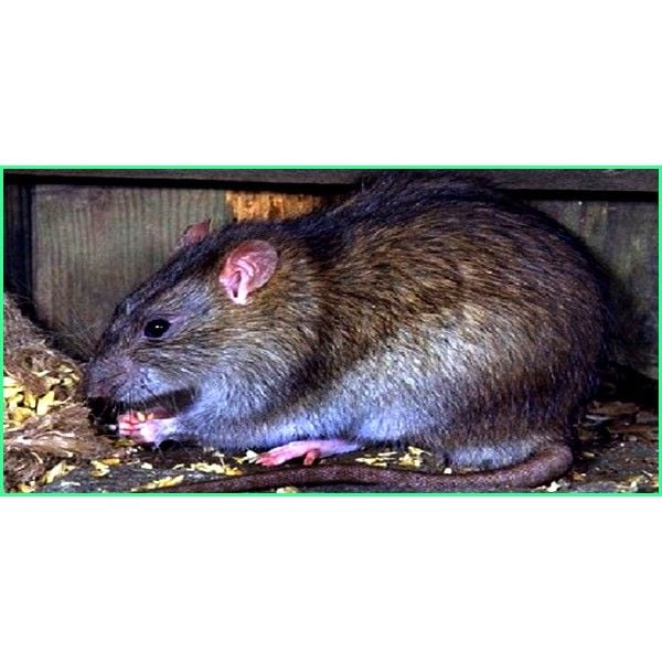  (combo 10 gói) Thuốc diệt chuột Storm (20 viên), thuốc chuột Storm 