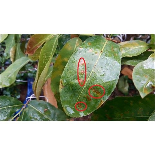  Trừ bệnh sương mai dưa Hấu, Mốc sương khoai tây, đốm lá mai, đốm lá lan CADILAC 80WP - CADILAC 80WP VÀNG 1KG 