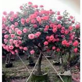  Phân bón vi Lượng FER COMBI  Chống rụng hoa và trái non, khắc phục vàng lá, xoán lá 