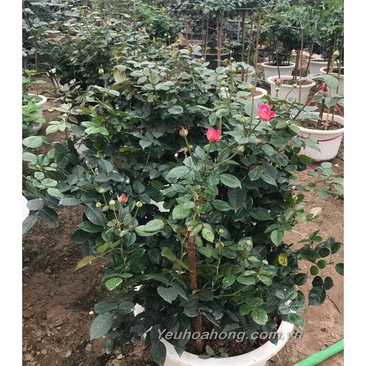  Phân bón kích nảy mầm ra lá, đẻ nhánh nhanh hiệu Đầu Trâu 