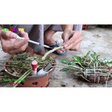  Kieki Duy spray thần dược cho hoa lan - KIEKI XANH 