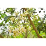  Siêu lân 86 Tạo mầm hoa - Lân tinh chất - giúp phân hóa mầm hoa mạnh 