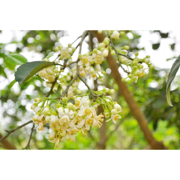  Siêu lân 86 Tạo mầm hoa - Lân tinh chất - giúp phân hóa mầm hoa mạnh 