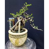 Dây Nhôm uốn cây 3.5 ly Cuộn 10 mét - 3.5 ly Cuộn 10 mét 