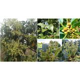  Siêu lân 86 Tạo mầm hoa - Lân tinh chất - giúp phân hóa mầm hoa mạnh 