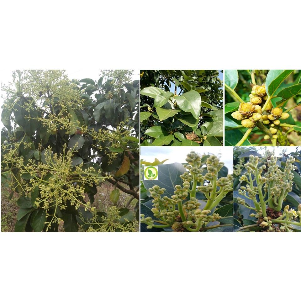  Siêu lân 86 Tạo mầm hoa - Lân tinh chất - giúp phân hóa mầm hoa mạnh 