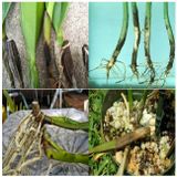  GP-01 Chuyên Trị Gỉ Sắt, Đốm Đen, Phấn Trắng Trên Hoa Hồng (AN TOÀN CHO NGƯỜI DÙNG - CHIẾT XUẤT TỪ NẤM Oomycota) 