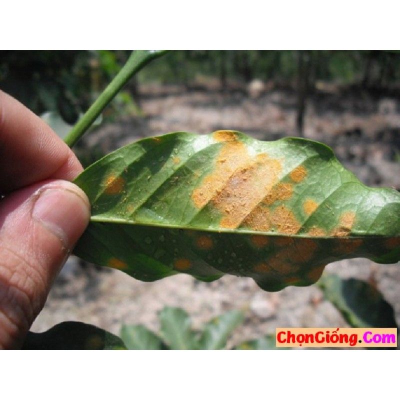  Manozeb 80 WP( Xanh) trừ bệnh cây trồng Gói lớn 1kg 