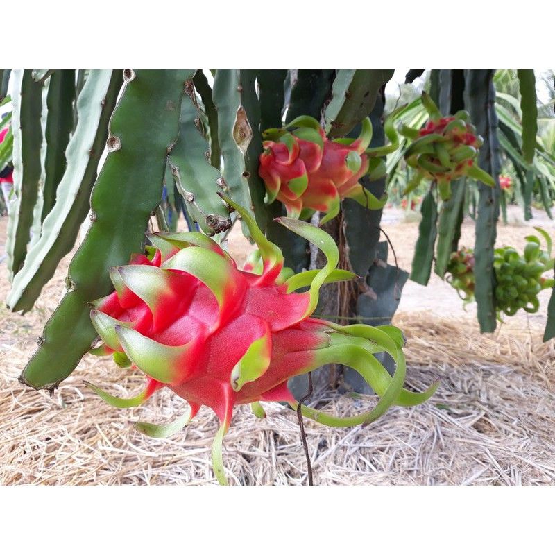  F 88 AMINO BIO - F88 CĂNG TRÁI - NỞ TRÁI - GIẢI BÓ TRÁI THANH LONG 